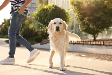 Owner walking with cute Golden Retriever dog outdoors on sunny day, closeup