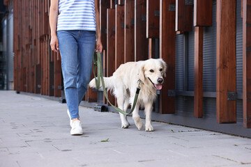 Owner walking with cute Golden Retriever dog outdoors, closeup