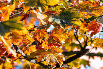 Sycamore leaves 