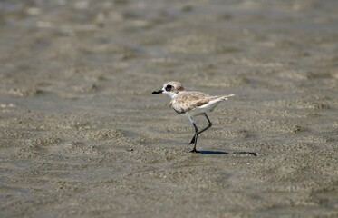 A greater sand plover foraging on the beach.greater sand plover is a small wader in the plover family of birds.