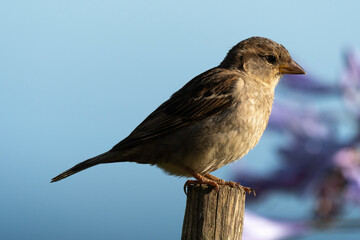 Moineau domestique, .Passer domesticus, House Sparrow