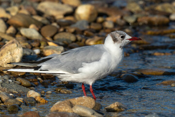 Fototapeta premium Mouette rieuse,.Chroicocephalus ridibundus, Black headed Gull
