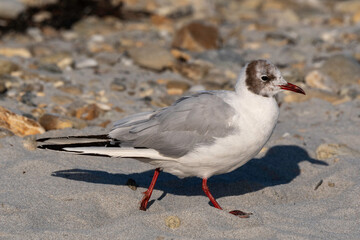 Mouette rieuse,.Chroicocephalus ridibundus, Black headed Gull