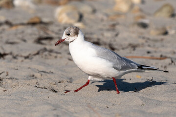 Mouette rieuse,.Chroicocephalus ridibundus, Black headed Gull