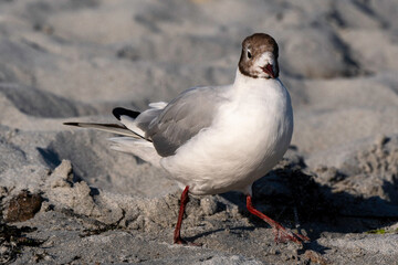 Mouette rieuse,.Chroicocephalus ridibundus, Black headed Gull
