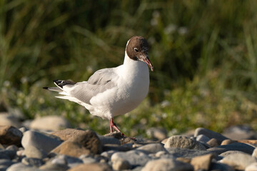 Mouette rieuse,.Chroicocephalus ridibundus, Black headed Gull