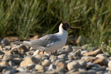Mouette rieuse,.Chroicocephalus ridibundus, Black headed Gull