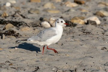 Mouette rieuse,.Chroicocephalus ridibundus, Black headed Gull