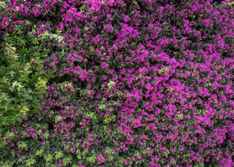 Vibrant Pink Bougainvillea in Full Bloom