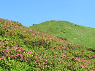 Blumenwiese im Sommer