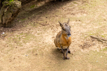Animal Patagonian mara Seat on Earth