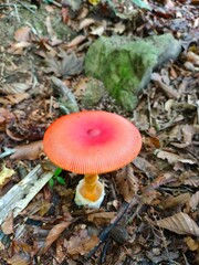 山の風景
Mountain scenery