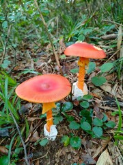 山の風景
Mountain scenery