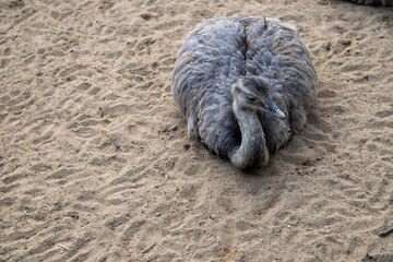 An emu lies on dusty earth