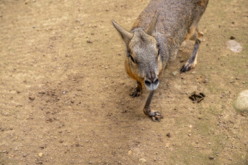 Animal Patagonian mara Seat on Earth