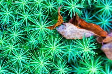 Star shaped green moss with fallen autumn leaves in close up