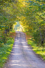 Dirt road in a deciduous forest with beautiful autumn colours