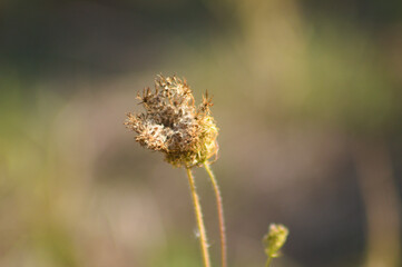 Closeup of rattlesnake weed brown seeds with blurred background