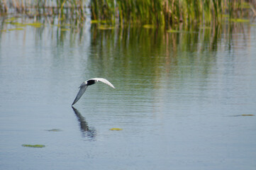 Closeup of seagull flying near lake rippled water