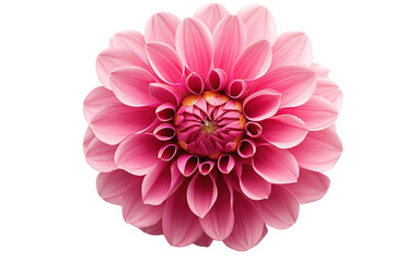 Flower blooming on white background,png