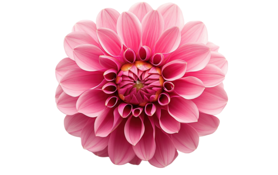 Flower blooming on white background,png