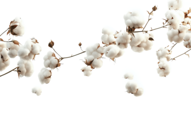 Flying cotton flowers on white background,png