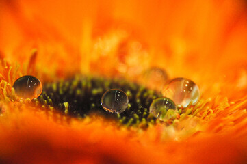 Close-up of a water droplet on an orange gerbera flower petal simple flower head