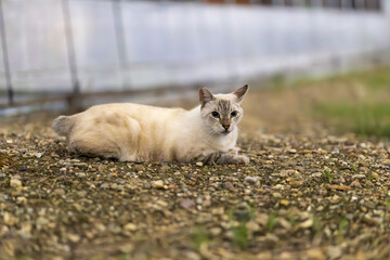 Obraz premium 野良猫 