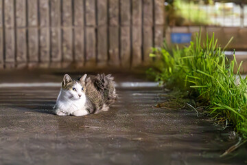 Fototapeta premium 野良猫 