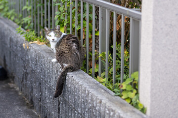 Obraz premium 野良猫 