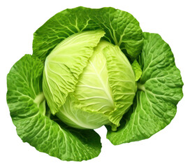 Obraz premium PNG Cabbage vegetable green plant.