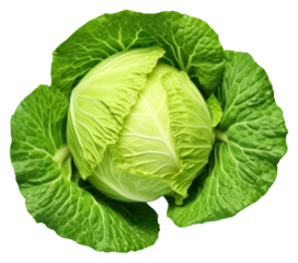 PNG Cabbage vegetable green plant.
