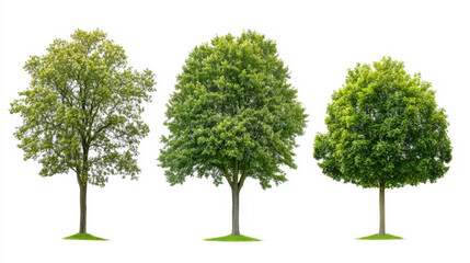 Set of three large sycamore platanus trees displayed against a clean white background for graphic design or nature projects