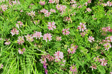 Wild pink flowers of the Panarotta forest, Trentino Alto Adige, Italy