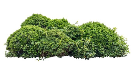 Obraz premium A group of green bushes against a white background, perfect for nature or decoration themes