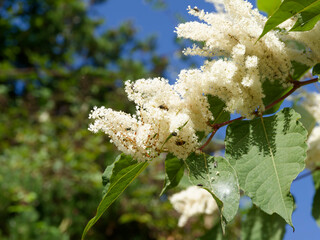 (Reynoutria japonica)  Close-up of a reddish-brown horizontal stem of Japanese knotweed bearing upright racemes of whistish-cream flowers above green ribbed, heart-shaped foliage