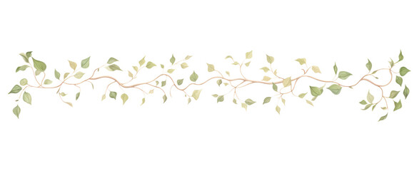 Fototapeta premium PNG Vintage vines as line watercolour illustration pattern plant leaf.