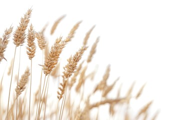 A close-up shot of tall grass blades, with the texture and structure highlighted