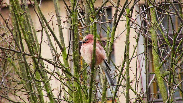 bird sitting on a branch