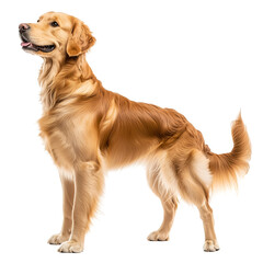 Golden Retriever Dog Standing Proudly with Friendly Expression Isolated on White Background, Cutout, Isolated on White Background