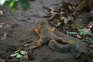 土で体を冷やすリス