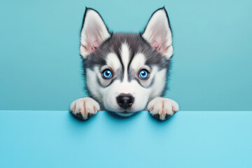 Obraz premium Cute Siberian husky puppy with striking blue eyes peeking over a turquoise surface, showcasing playful curiosity and charm.