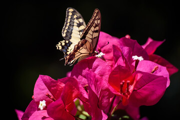 farfalla