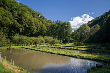 przyroda w parku krajobrazowym