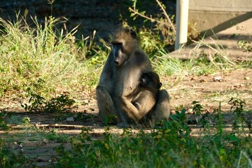 Baboon sitting while taking care of baby baboon, breastfeeding, looking at the side
