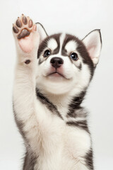 Fototapeta premium A cute puppy with a playful spirit, raising its paw, showcasing its bright eyes and fluffy coat against a clean background.