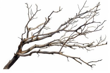 Fototapeta premium Dry tree branches isolated on white background