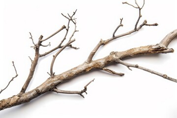 Fototapeta premium Dry tree branches isolated on white background
