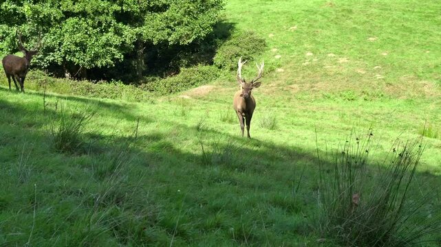Hirsch im Gehege im Schwarzwald