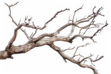 Obraz premium Dry tree branches isolated on white background